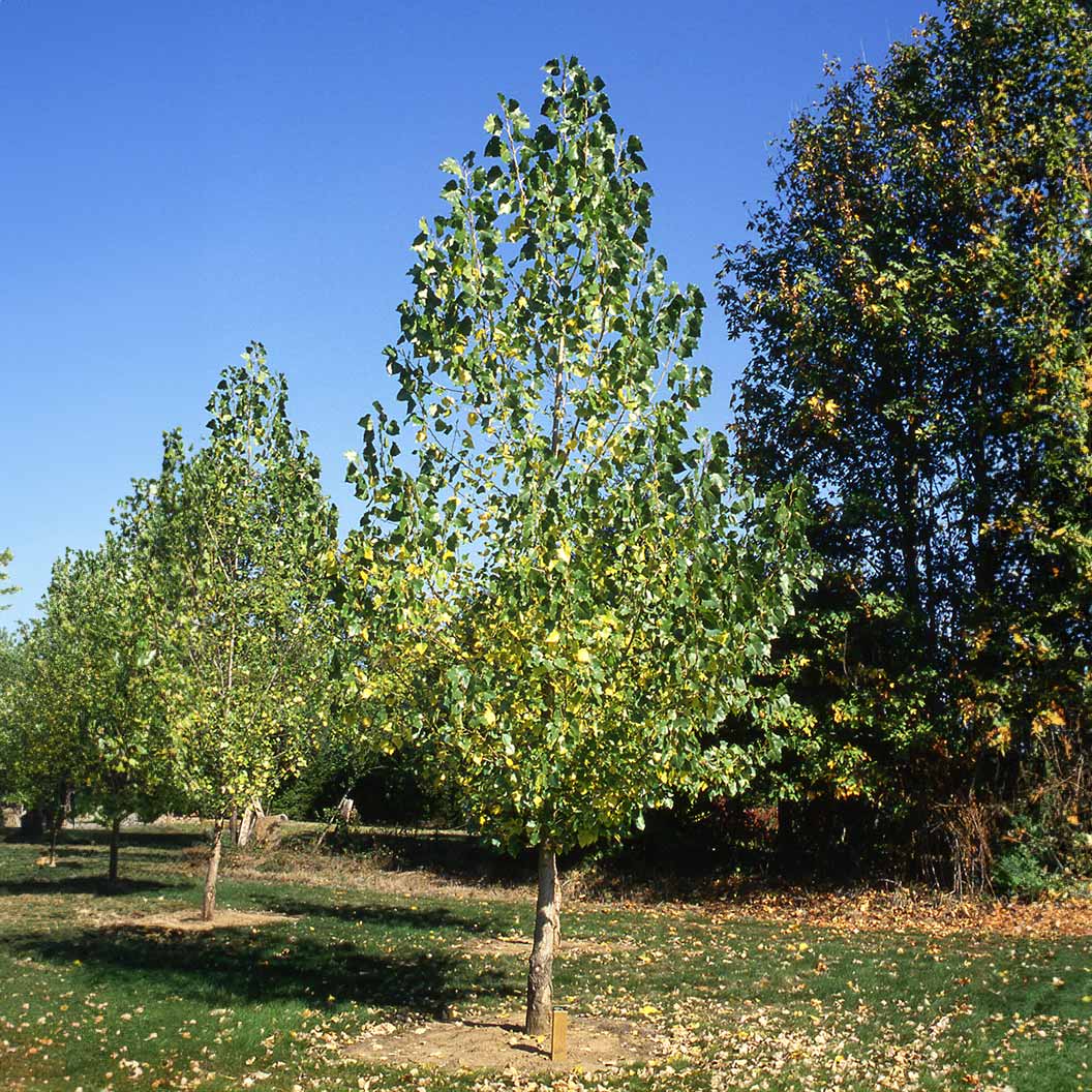 Siouxland Poplar Tree - Image 2