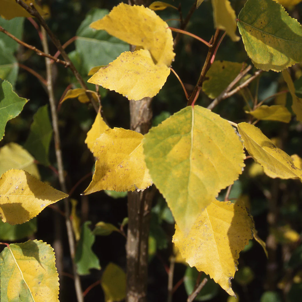 Siouxland Poplar Tree - Image 3