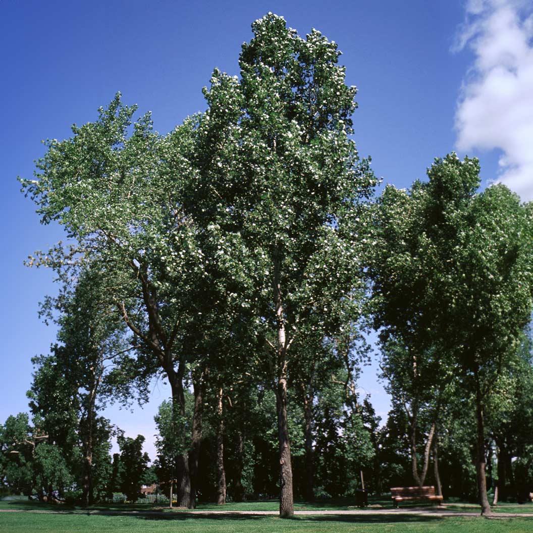 Siouxland Poplar Tree - Image 4