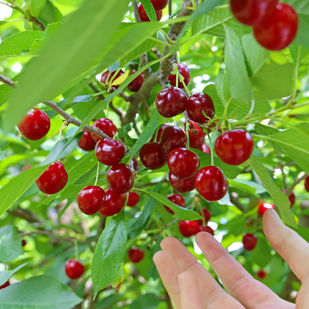 Skeena Cherry Tree - Image 2