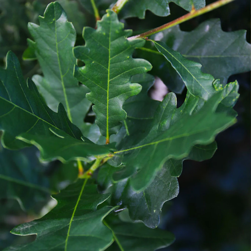 Skinny GenesĀ® Oak - Image 3