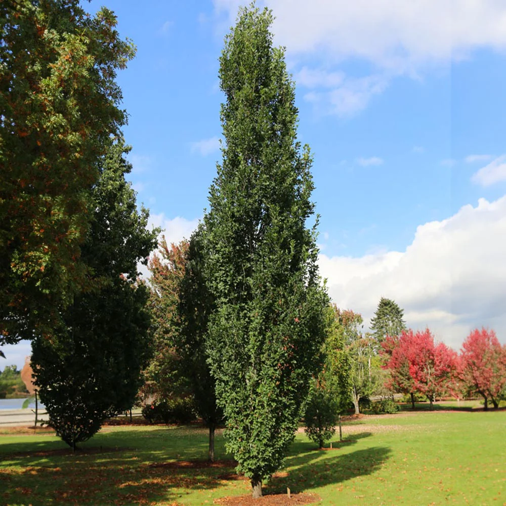 Skinny GenesĀ® Oak - Image 4