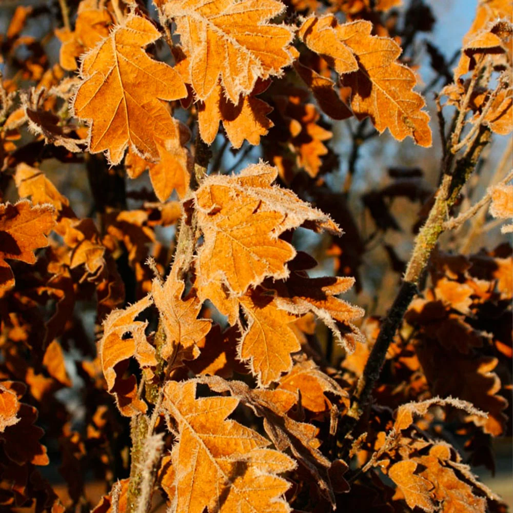 Skinny GenesĀ® Oak - Image 5