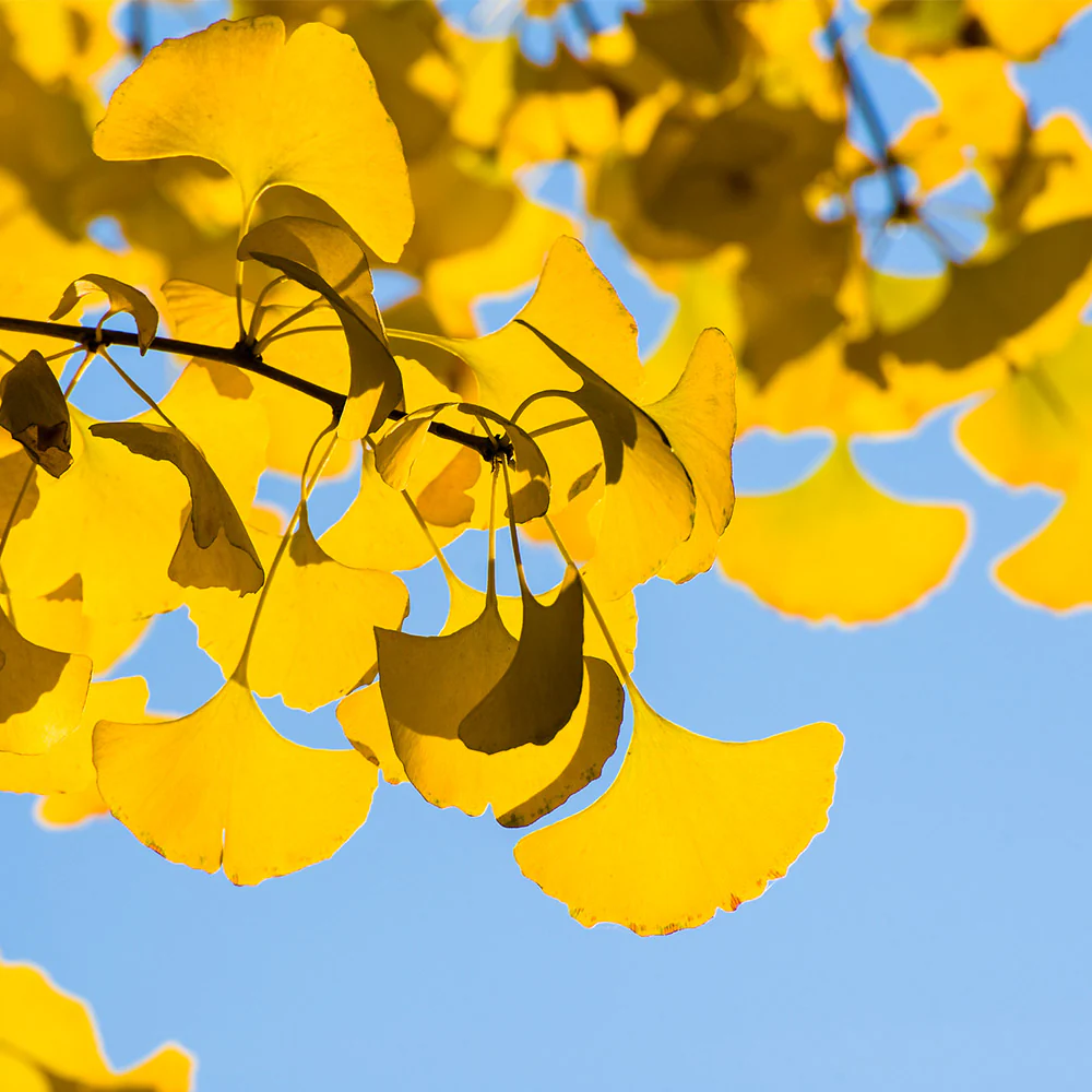 Sky Tower Ginkgo Tree - Image 3