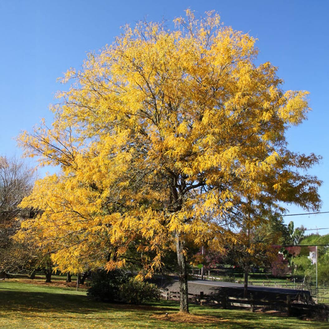 Skyline® Honeylocust Tree - Image 2