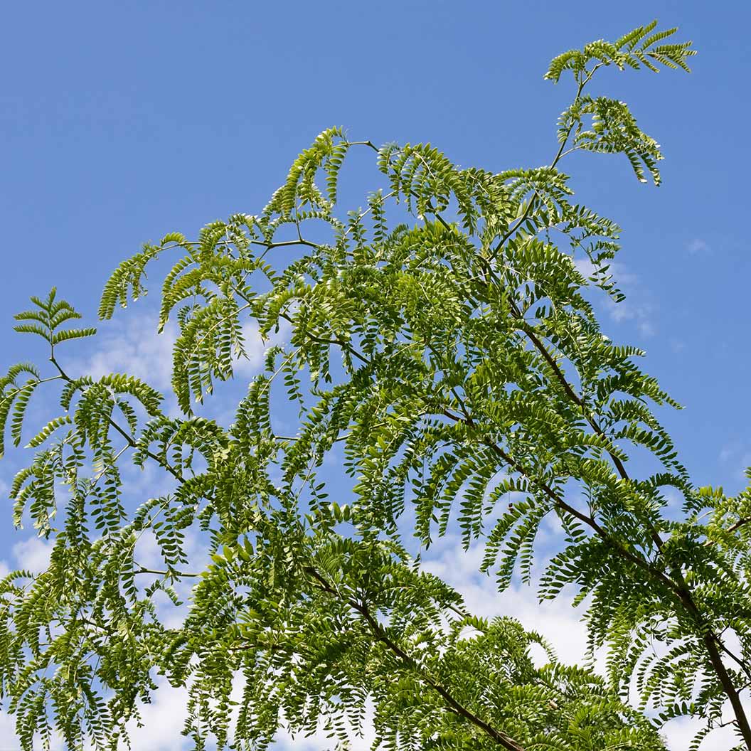 Skyline® Honeylocust Tree - Image 3