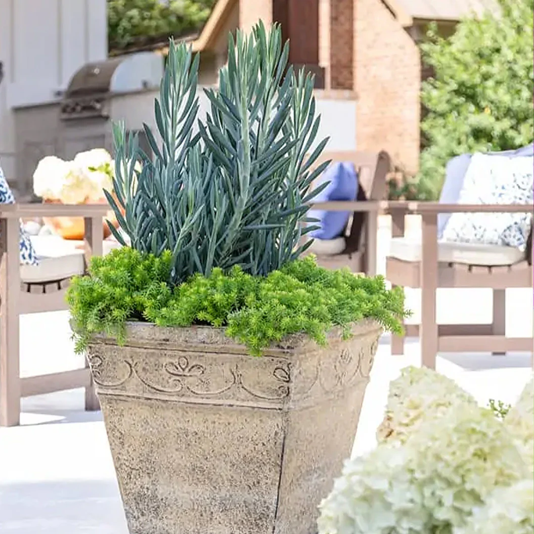 Southern Living® Skyscraper® Senecio - Image 2