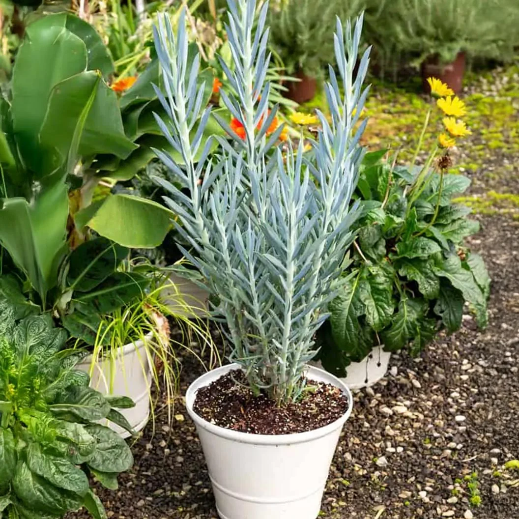 Southern Living® Skyscraper® Senecio - Image 3