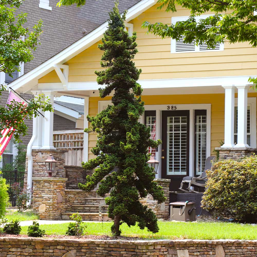 Slender Hinoki Cypress Tree - Image 3