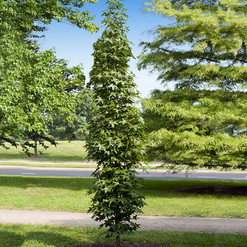 Slender Silhouette Sweetgum Tree - Image 3