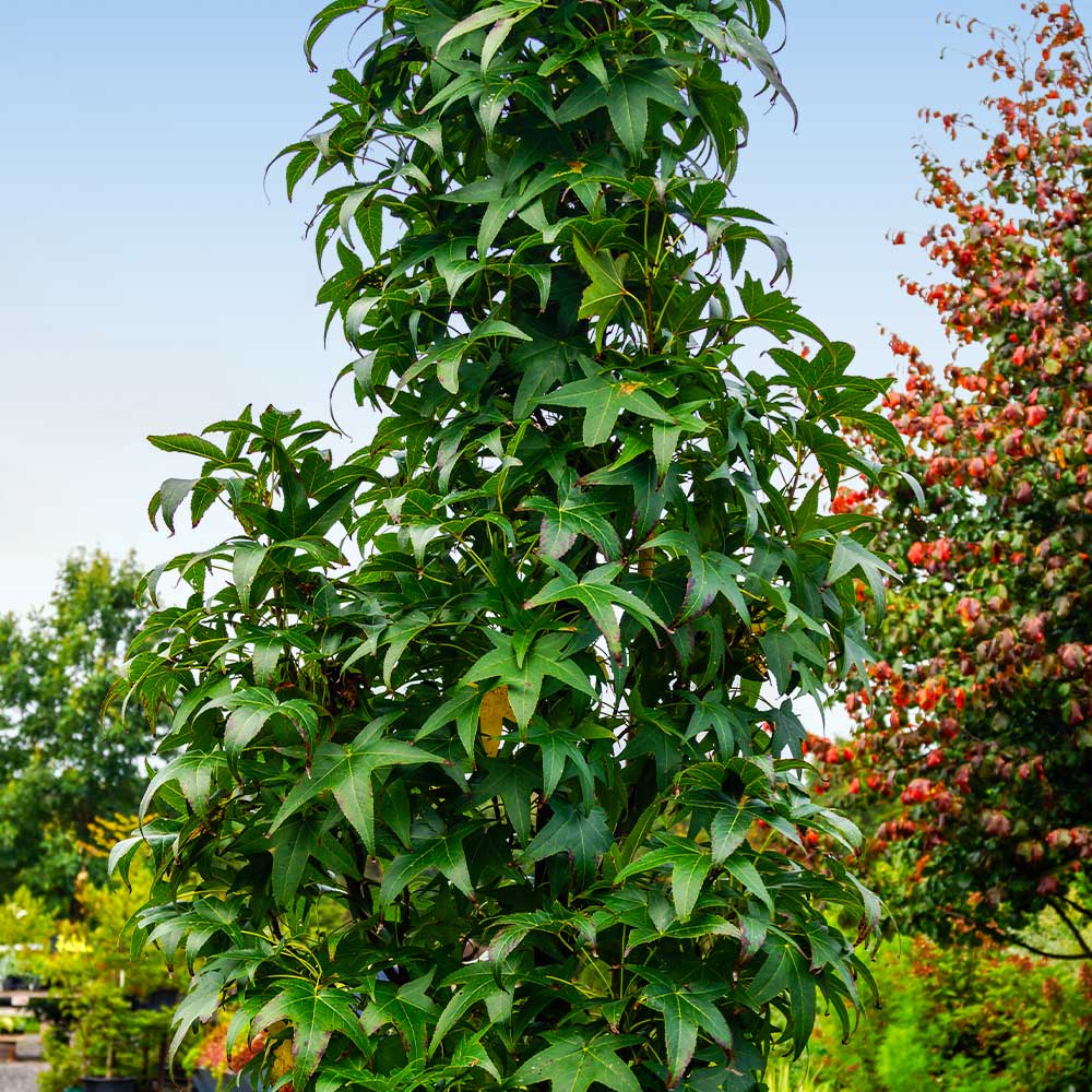 Slender Silhouette Sweetgum Tree - Image 4