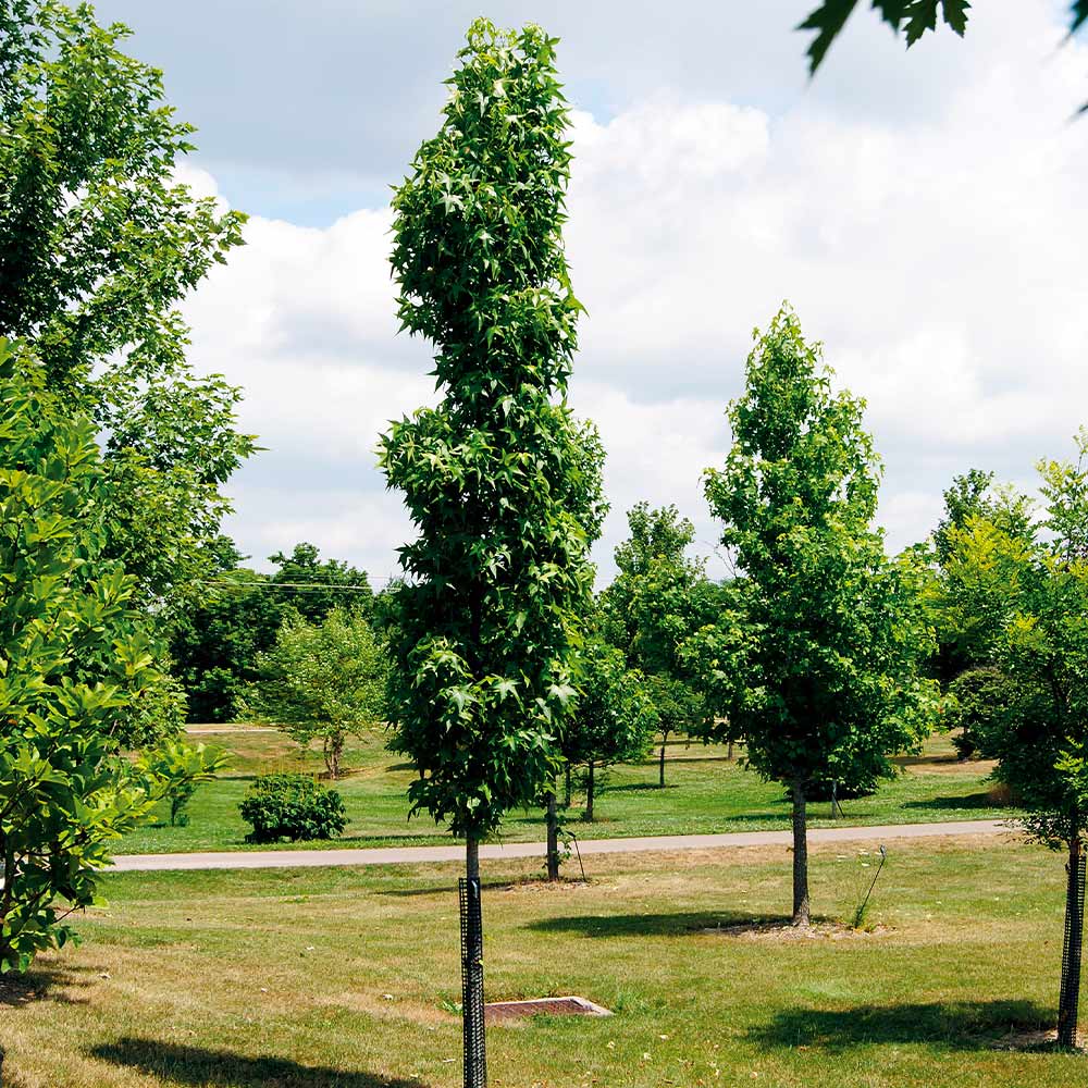 Slender Silhouette Sweetgum Tree - Image 5