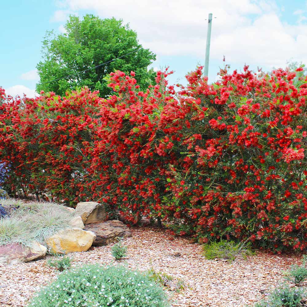 Slim™ Bottlebrush Shrub - Image 2