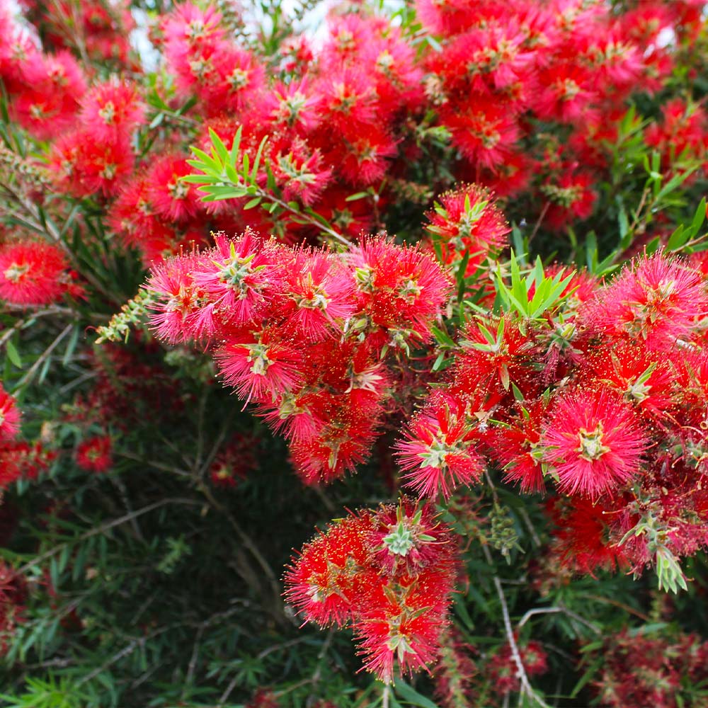 Slim™ Bottlebrush Shrub - Image 3
