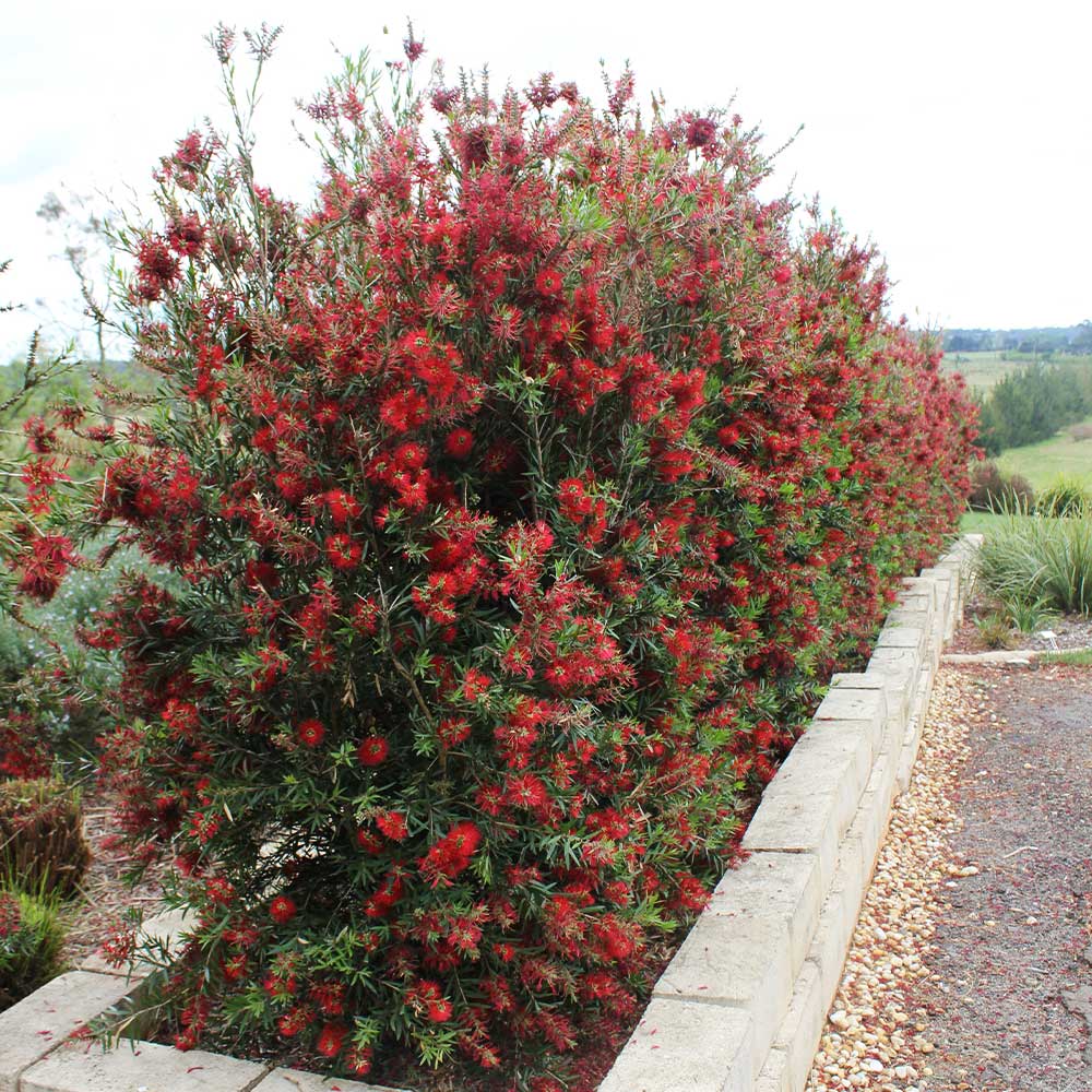 Slim™ Bottlebrush Shrub - Image 4