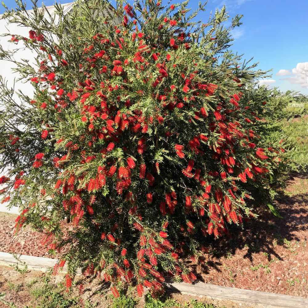 Slim™ Bottlebrush Shrub - Image 5