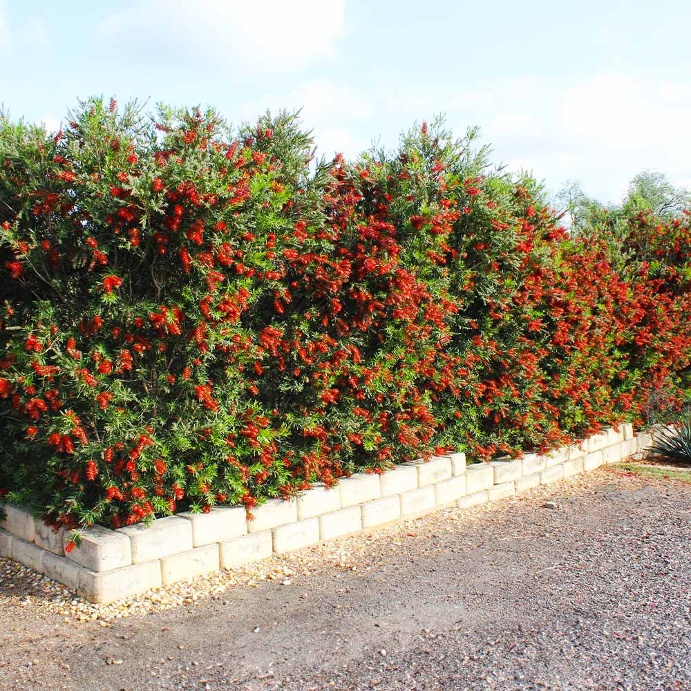 Slim™ Bottlebrush Shrub - Image 6