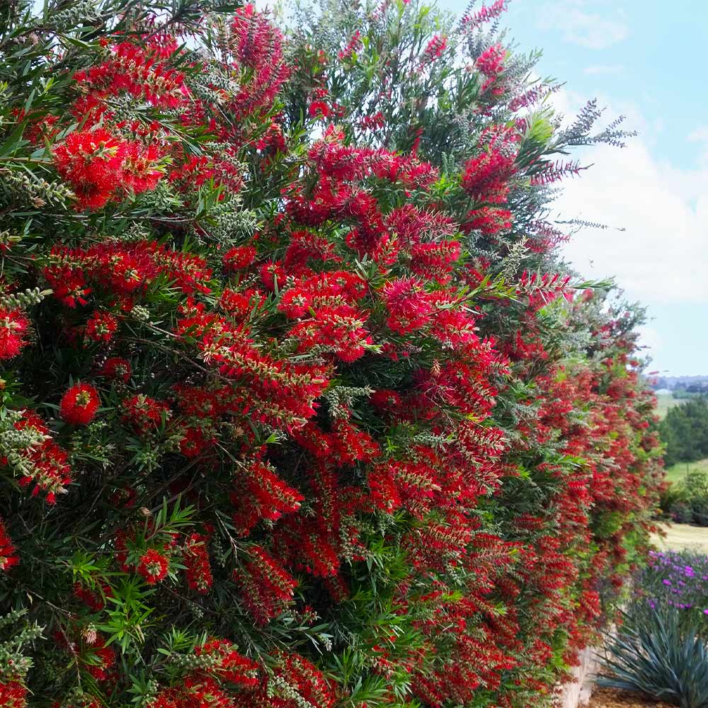 Slim™ Bottlebrush Shrub - Image 7