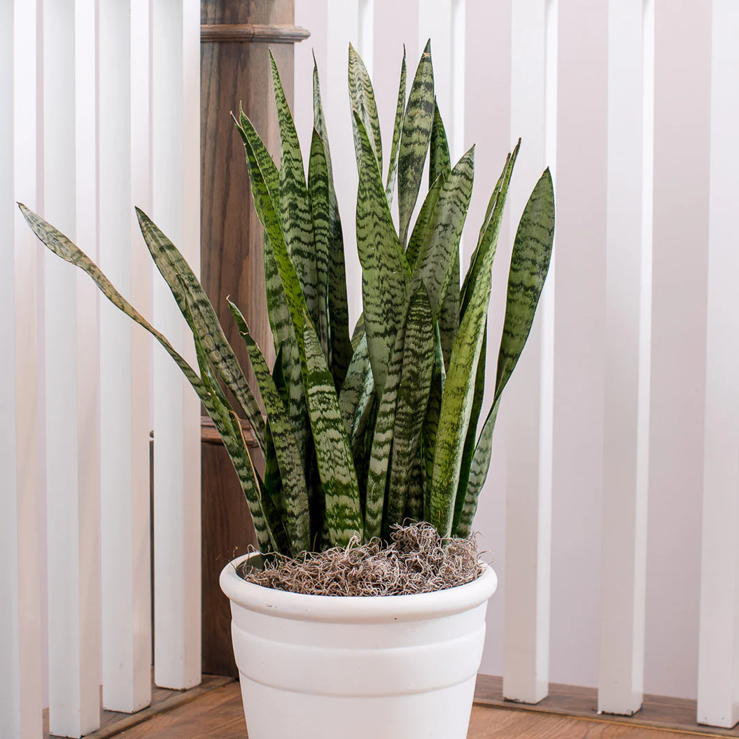 Zeylanica Snake Plant - Image 3