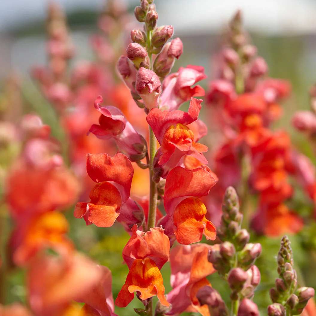 Speedy Sonnet Bronze Snapdragon - Image 2