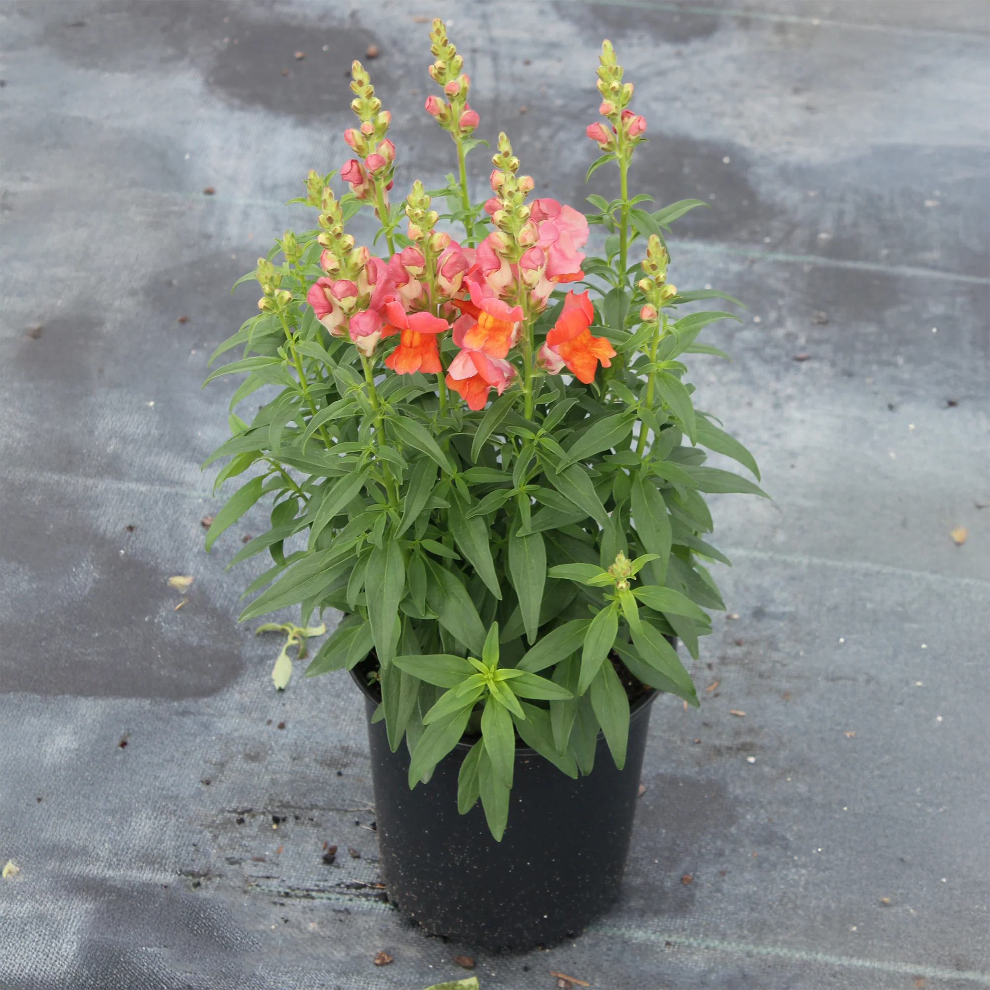 Speedy Sonnet Bronze Snapdragon - Image 3