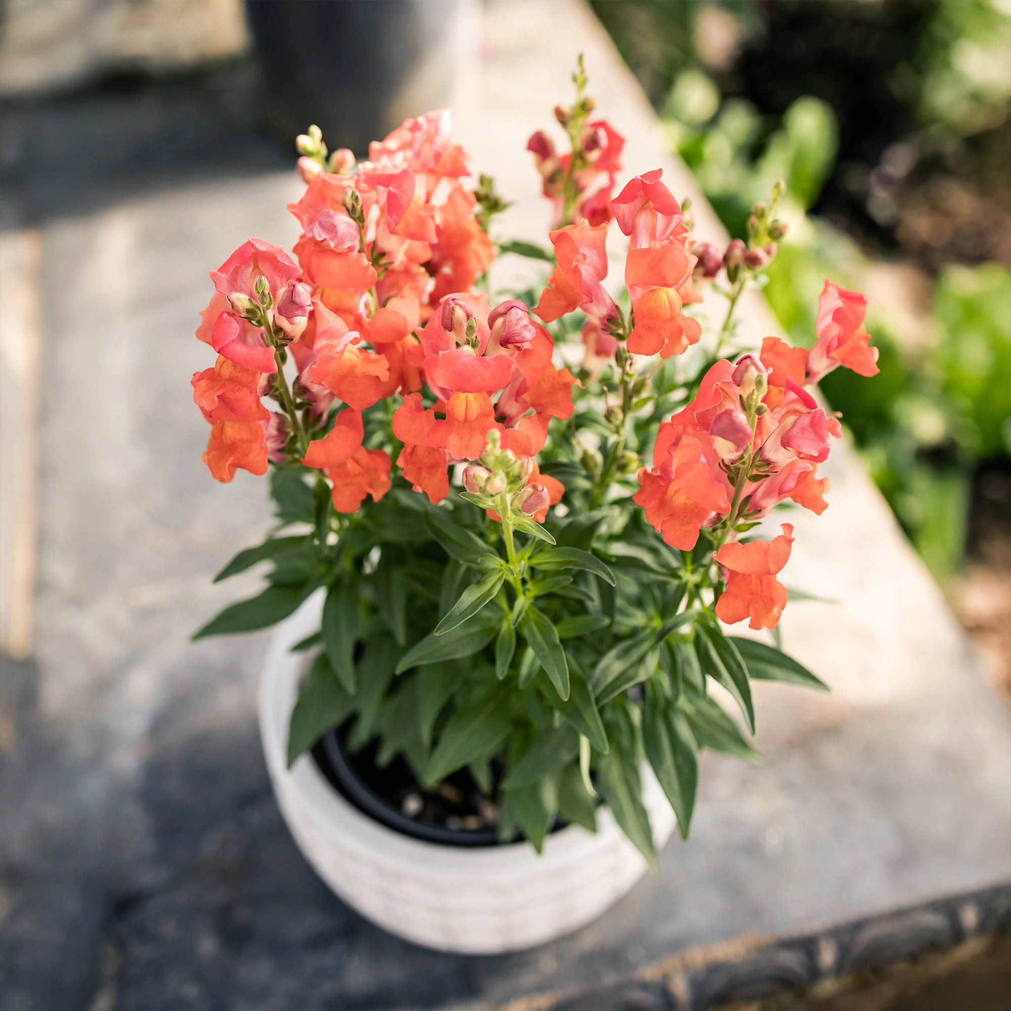 Speedy Sonnet Bronze Snapdragon - Image 4