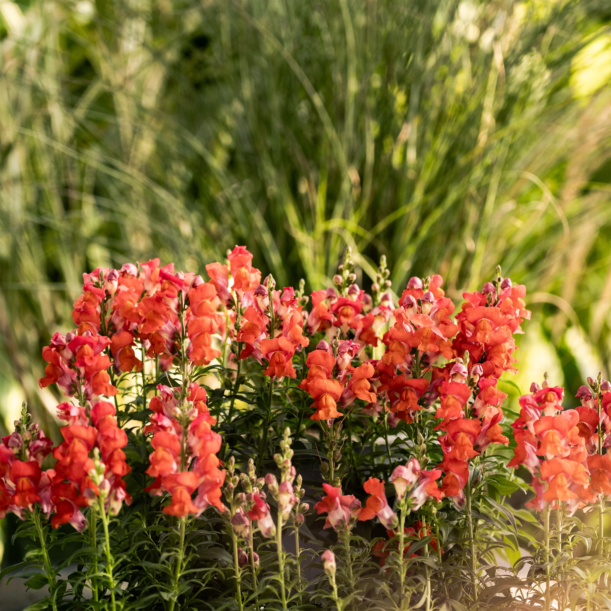 Speedy Sonnet Bronze Snapdragon - Image 5