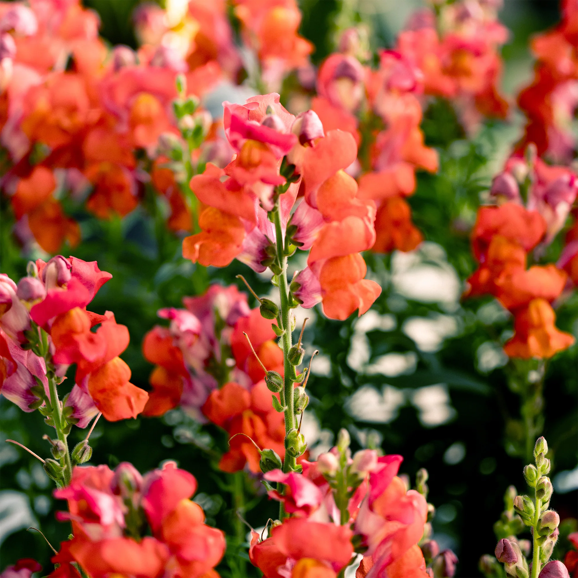Speedy Sonnet Bronze Snapdragon - Image 6
