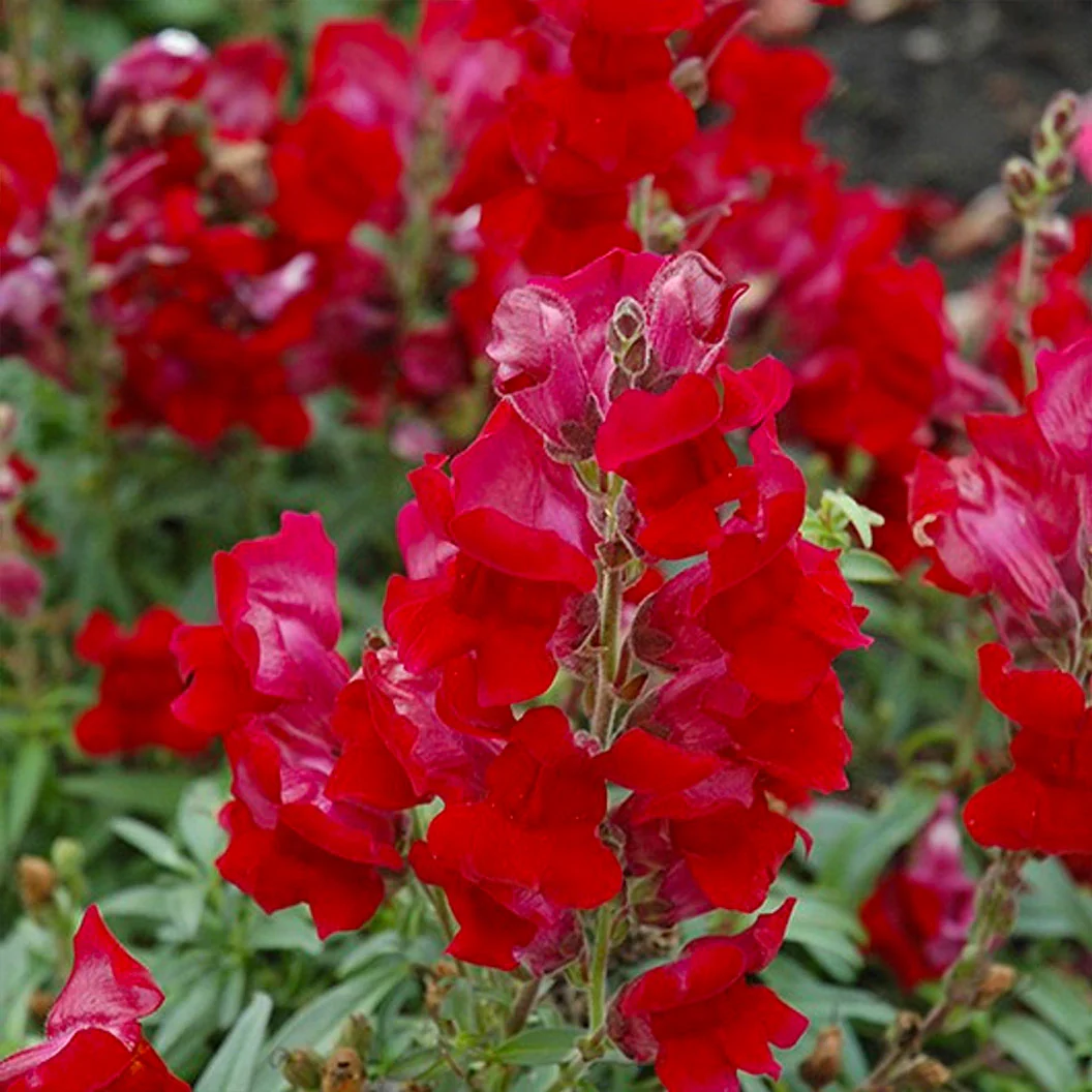 Speedy Sonnet Crimson Snapdragon - Image 2