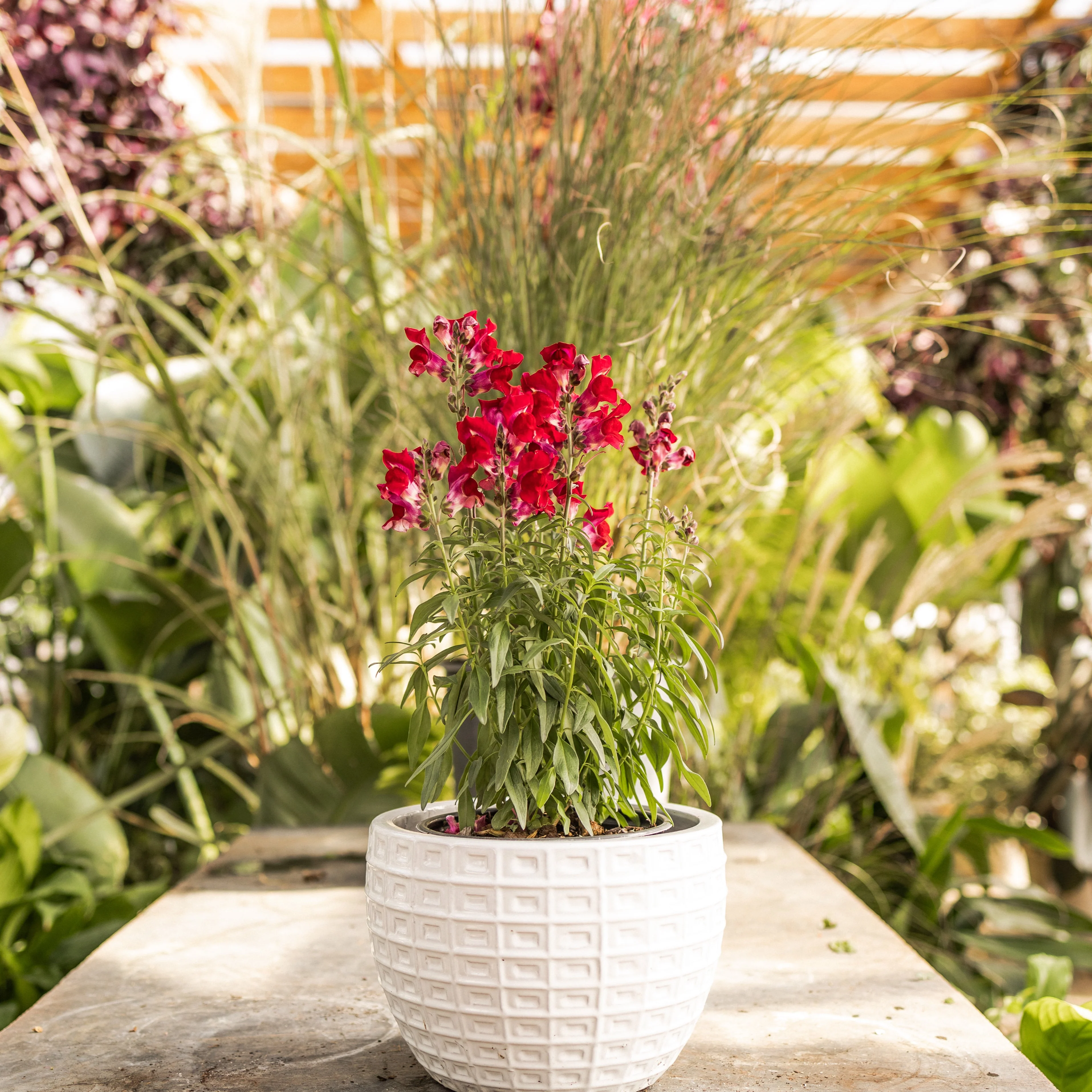 Speedy Sonnet Crimson Snapdragon - Image 3