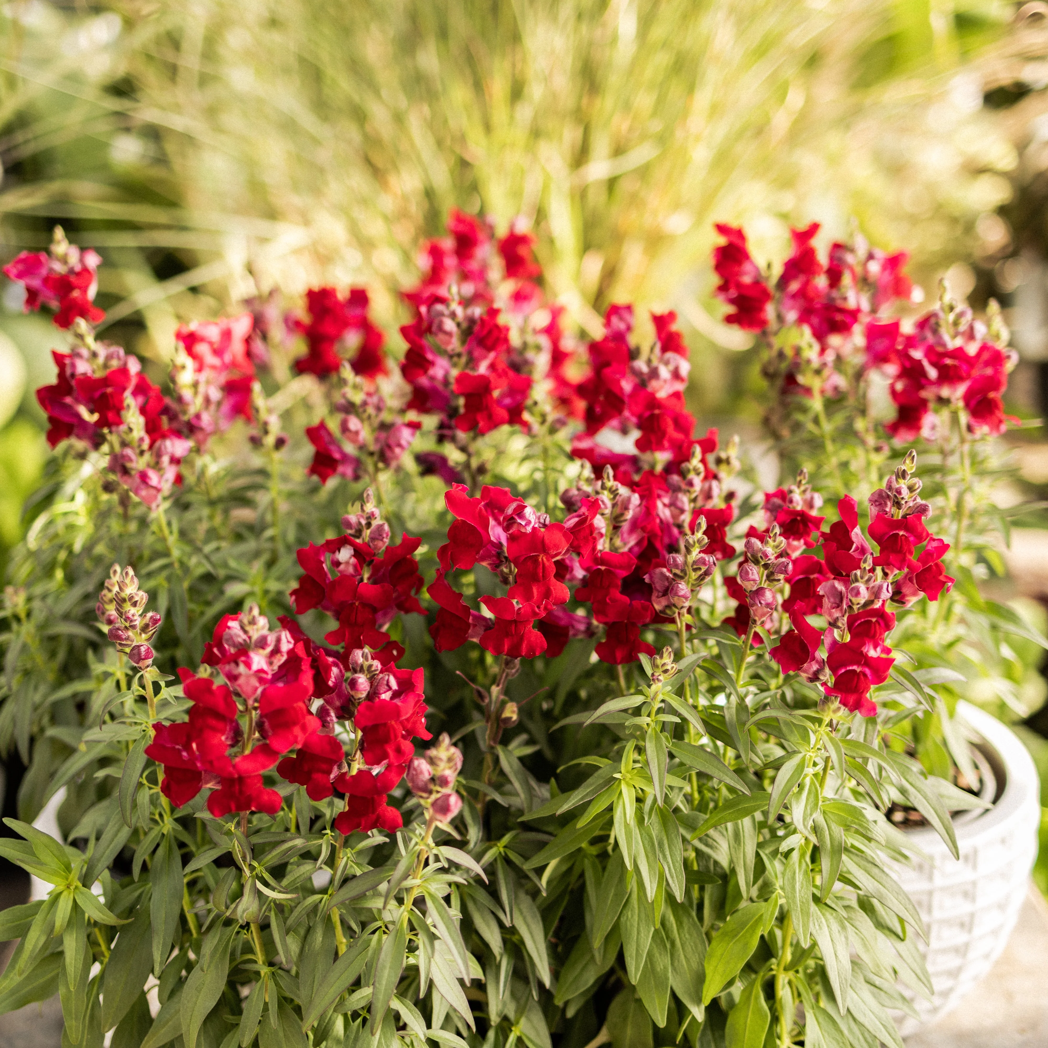 Speedy Sonnet Crimson Snapdragon - Image 4