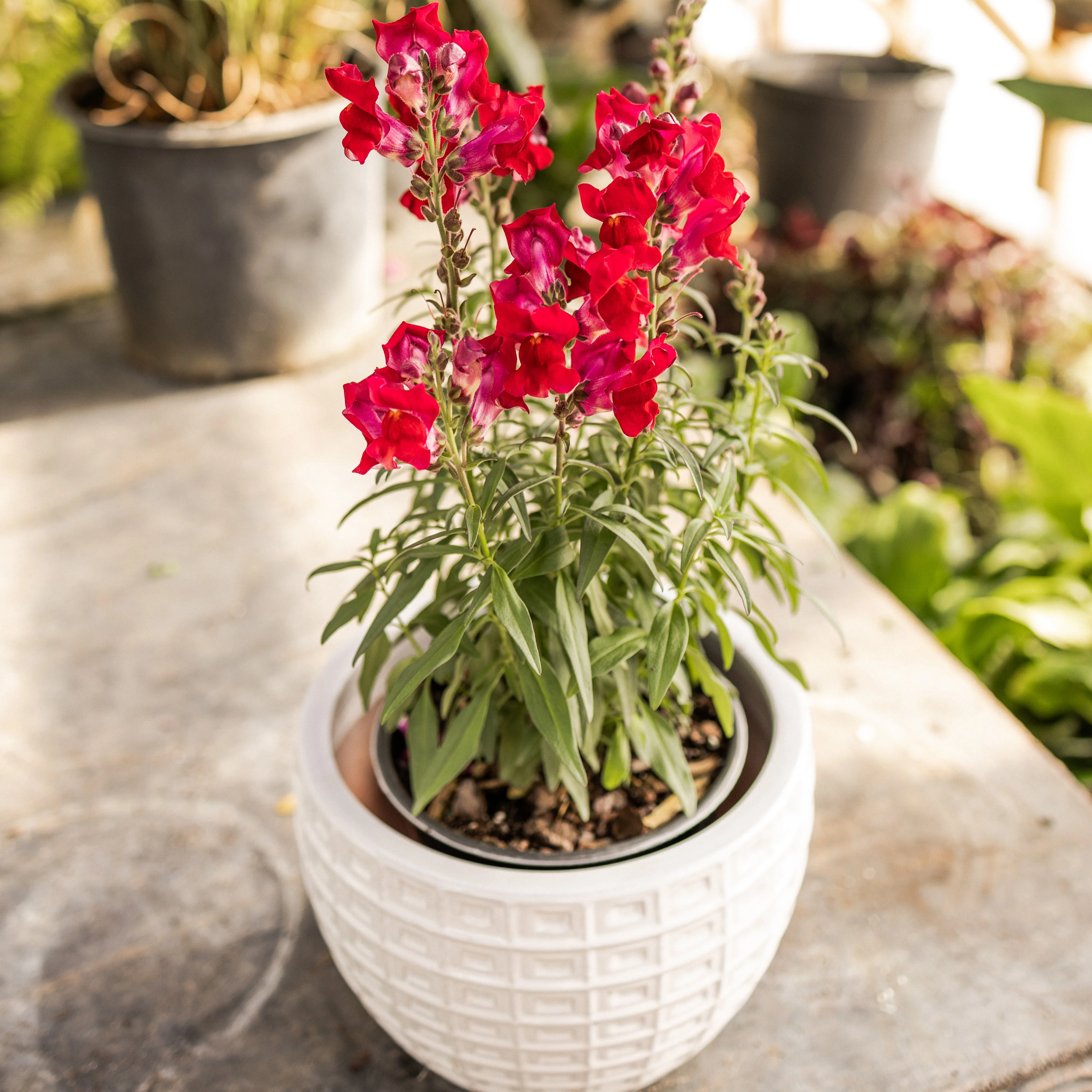 Speedy Sonnet Crimson Snapdragon - Image 5
