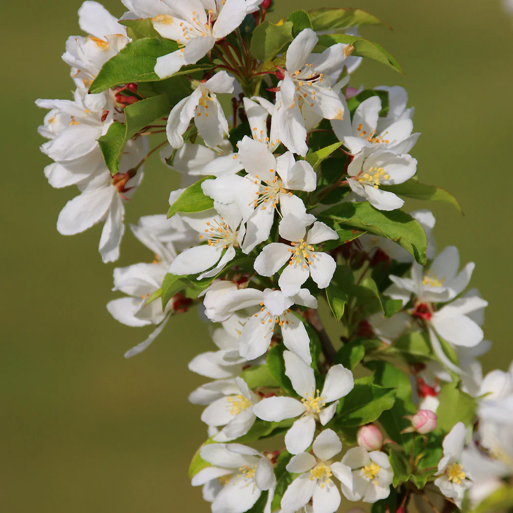 Snow Crystal® Crabapple Tree - Image 3