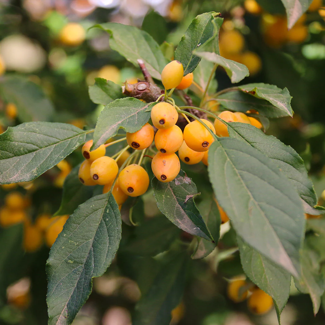 Snow Crystal® Crabapple Tree - Image 4
