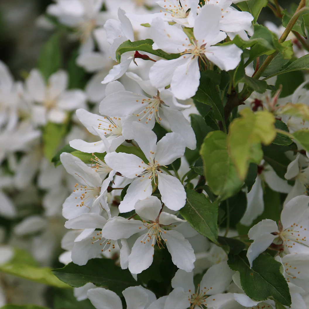 Snow Crystal® Crabapple Tree - Image 5