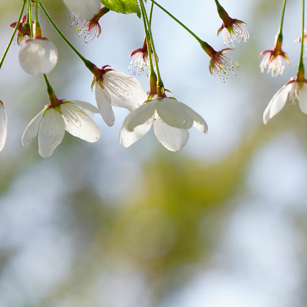 Snow Fountains® Weeping Cherry Tree - Image 4