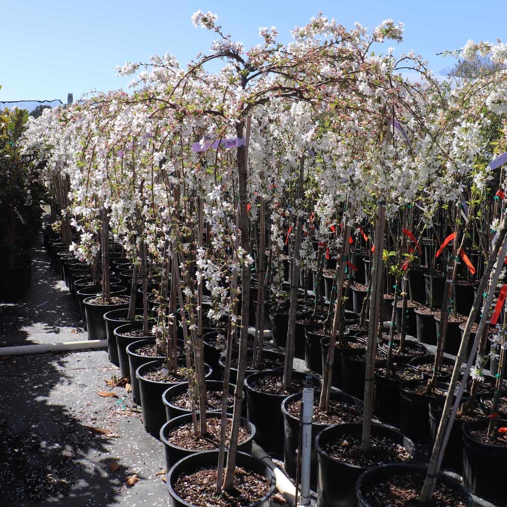 Snow Fountains® Weeping Cherry Tree - Image 6