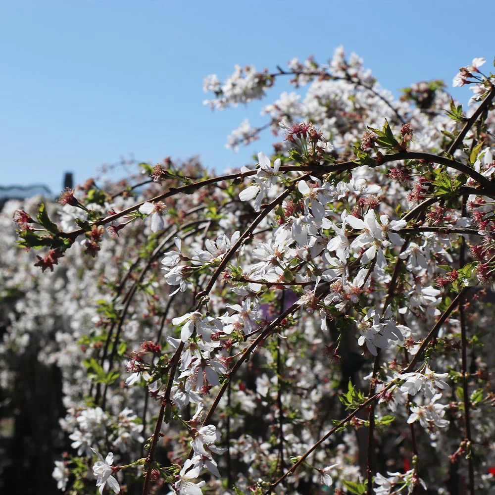 Snow Fountains® Weeping Cherry Tree - Image 7