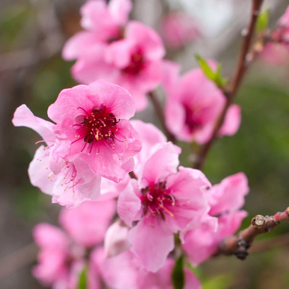 Snow Queen Nectarine Tree - Image 4