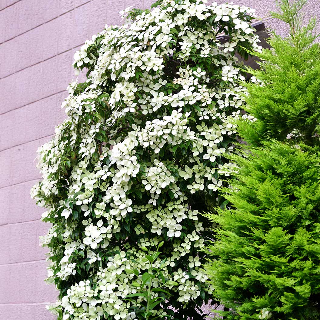 Snow Tower Columnar Dogwood Tree - Image 2
