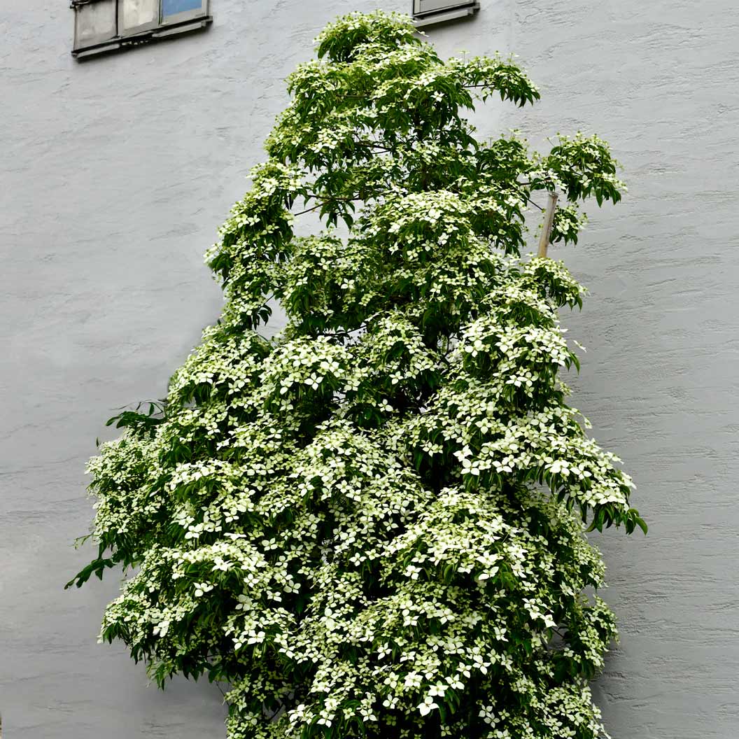 Snow Tower Columnar Dogwood Tree - Image 3