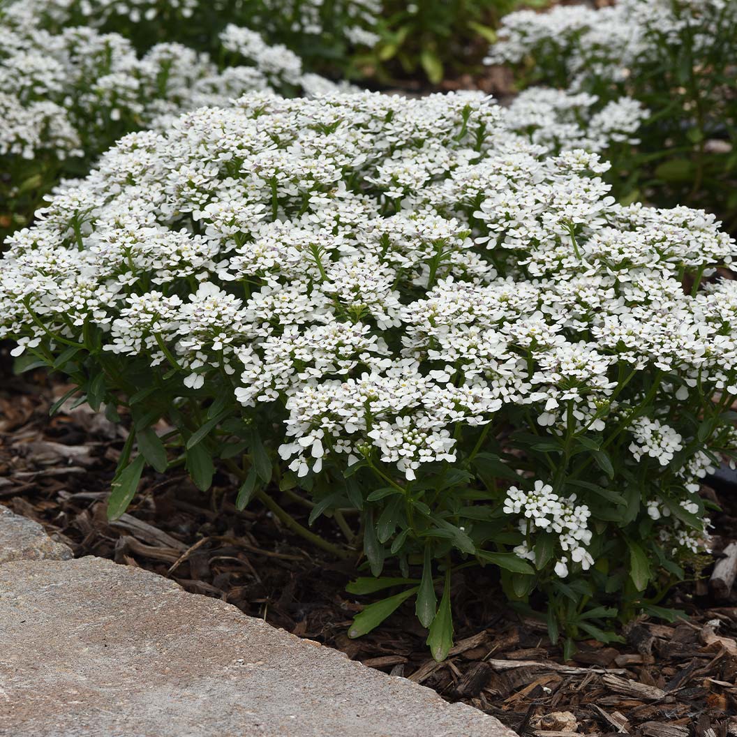 Better Versions® Snowsation™ Candytuft Plant - Image 2