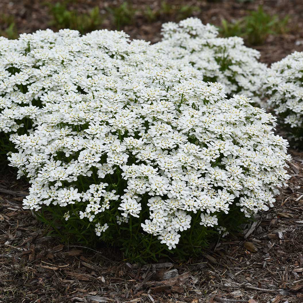 Better Versions® Snowsation™ Candytuft Plant - Image 3