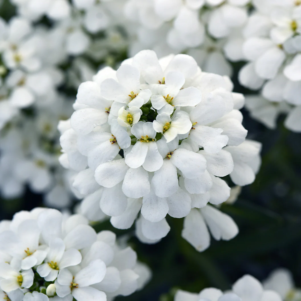 Better Versions® Snowsation™ Candytuft Plant - Image 4