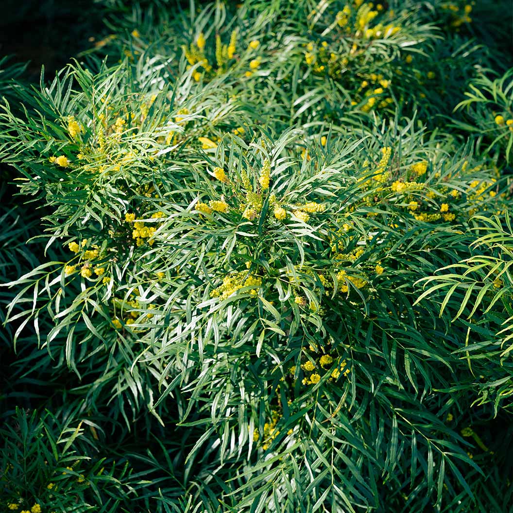 Soft Caress Mahonia Shrub - Image 2