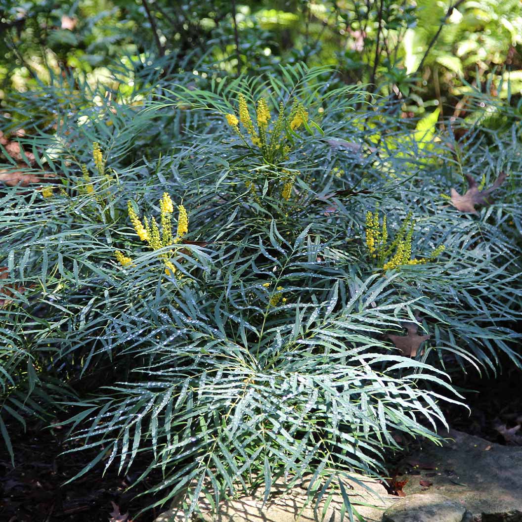Soft Caress Mahonia Shrub - Image 3