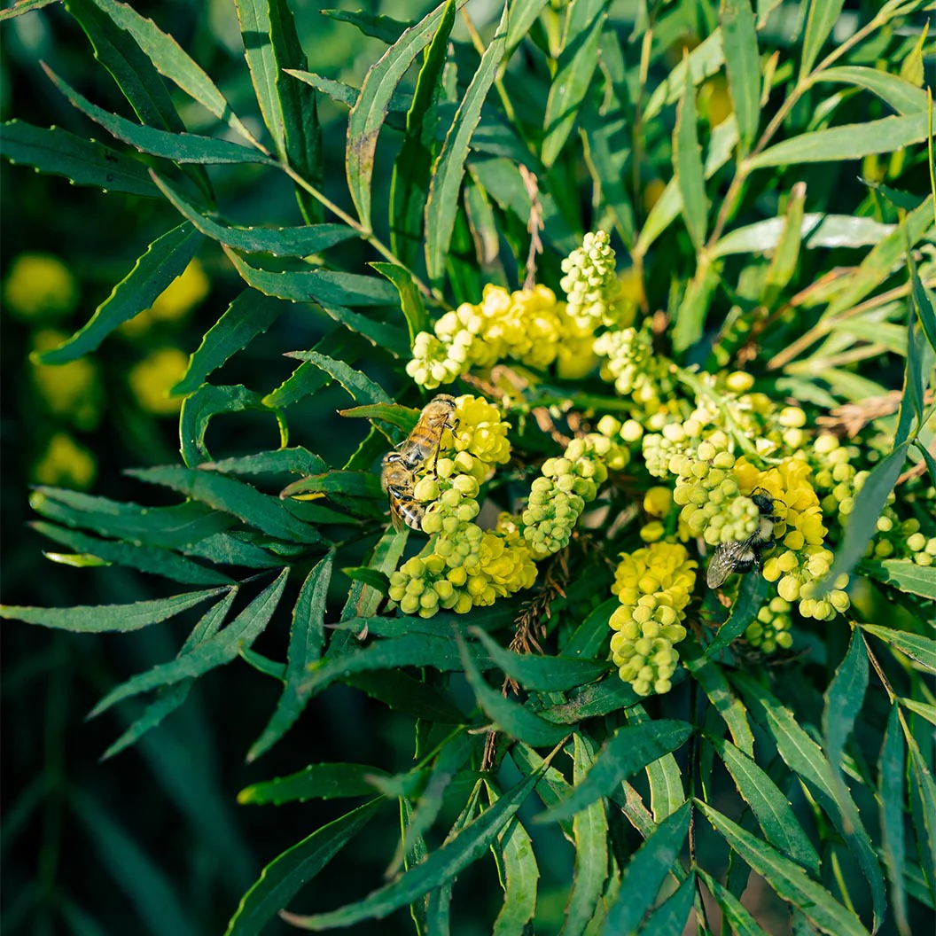 Soft Caress Mahonia Shrub - Image 4