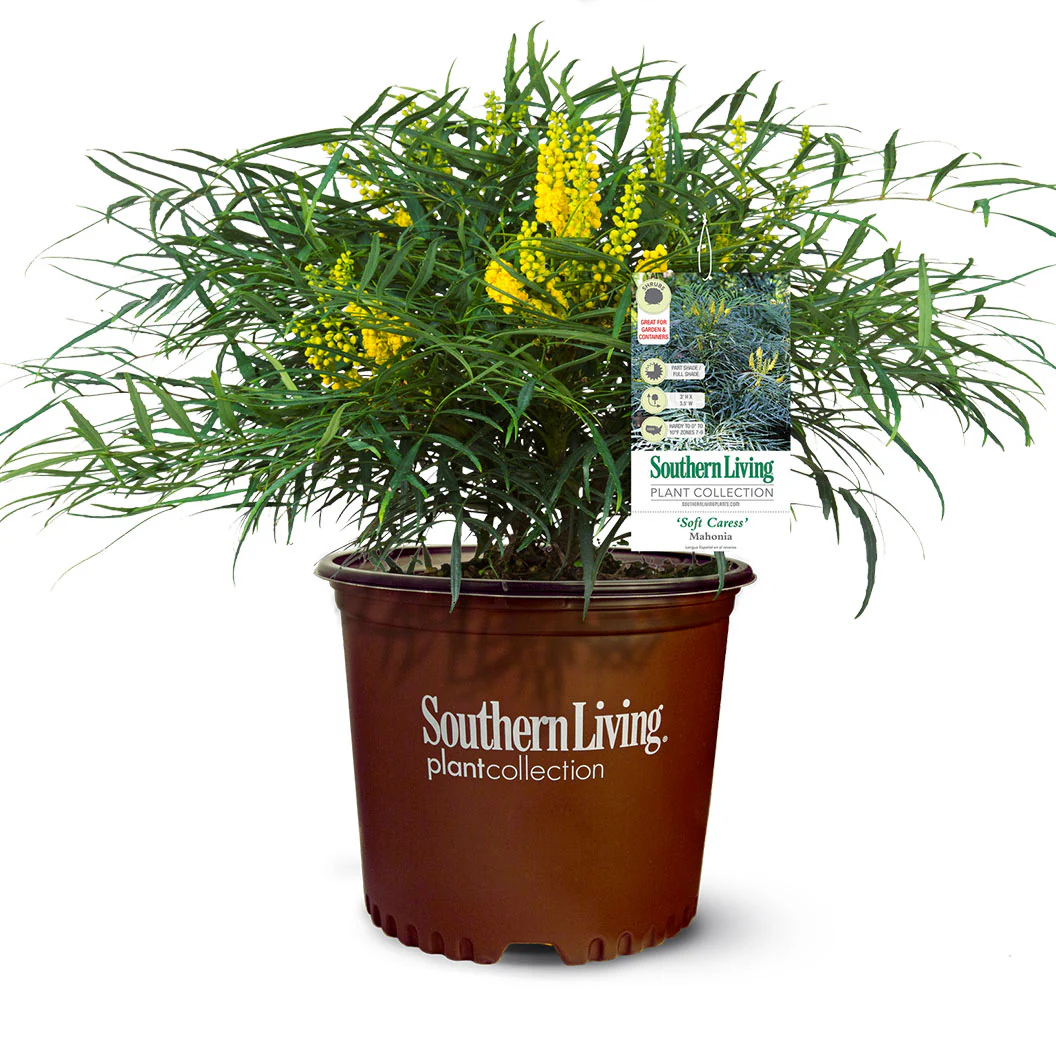 Soft Caress Mahonia Shrub - Image 5