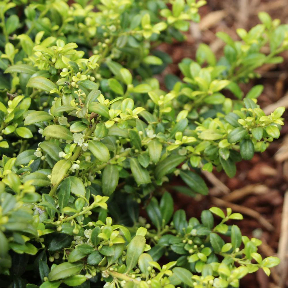 Soft Touch Holly Shrub - Image 3