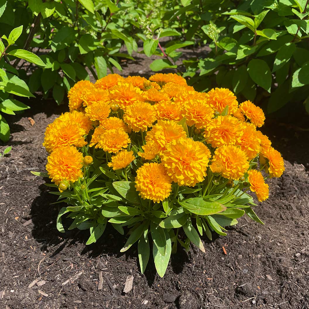 Solanna™ Golden Sphere Coreopsis Plant